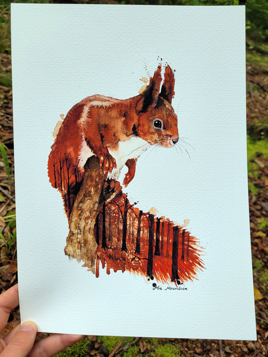 Egern akvarel tegning