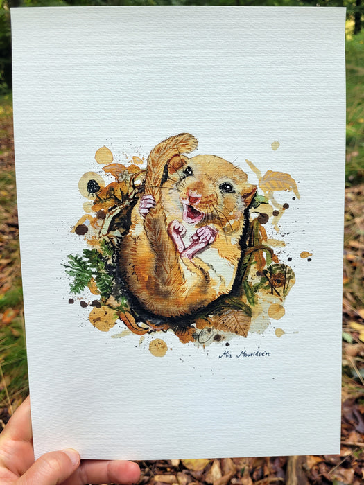 Hasselmus akvarel tegning