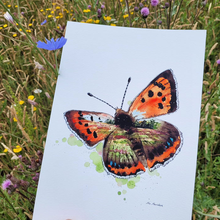 lille ildfugl akvarel