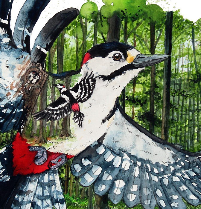 Fugle akvarelmaleri stor flagspætte