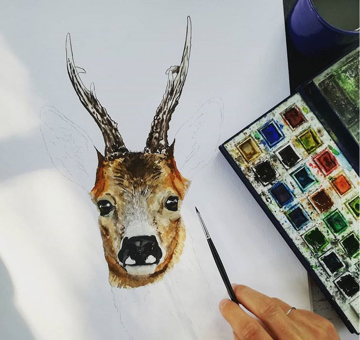 akvarelmaleri af en råbuk