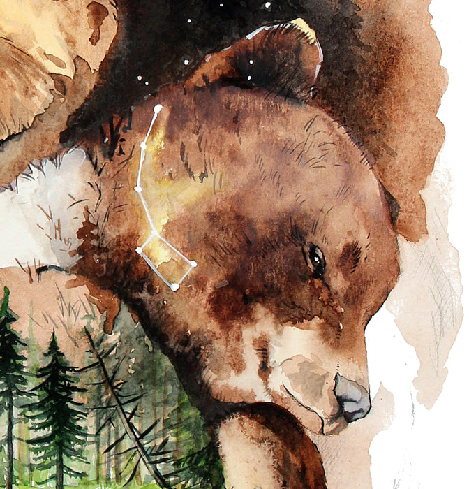 Lille bjørn billede