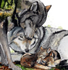 Ulvefar og ulvemor kigger stolt på deres to ulveunger i akvarelmaleriet