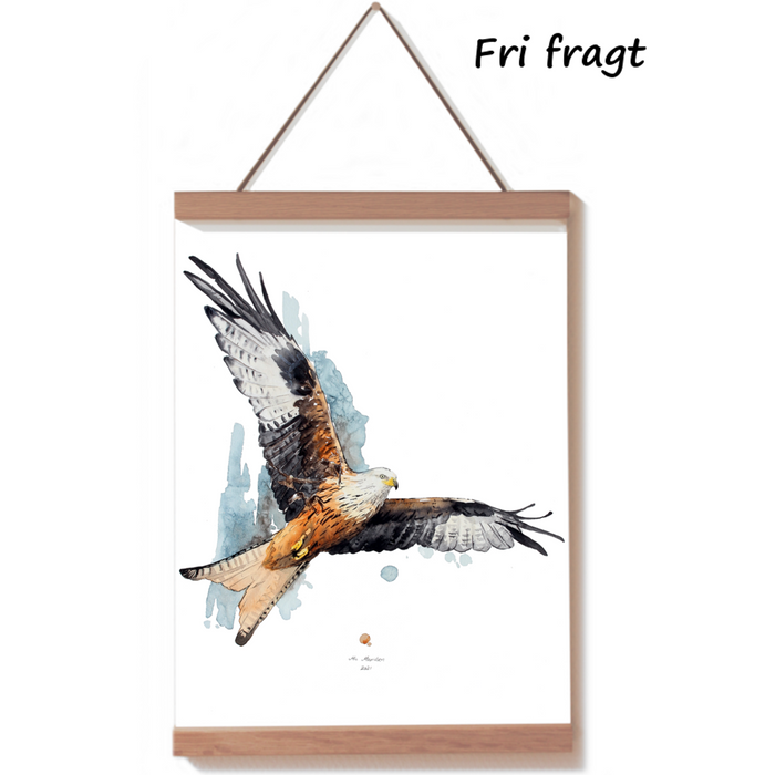 Rød glente plakat akvarel