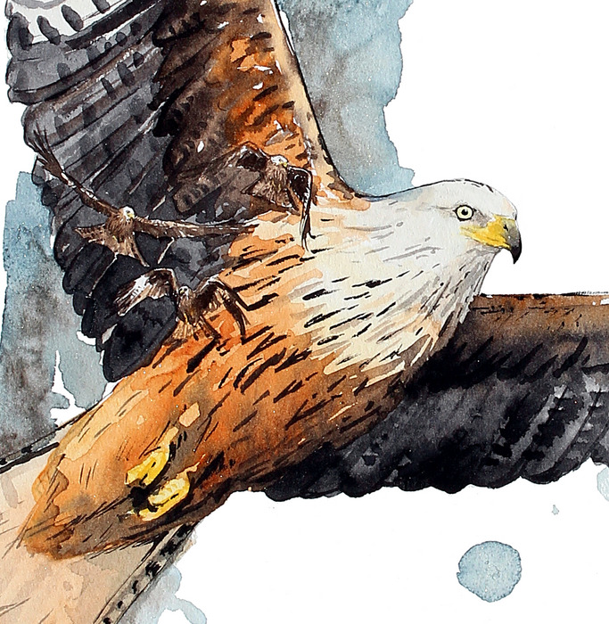 Maleri akvarel af en rød glente