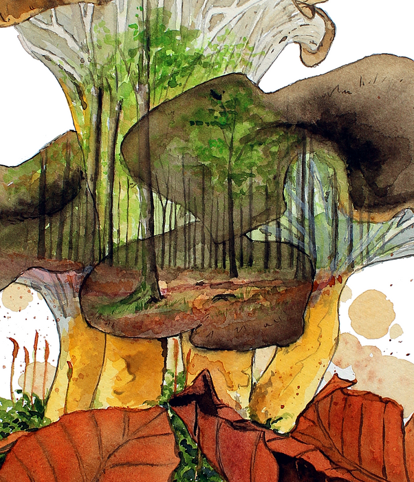 bøgeskov akvarel i tragtkantareller