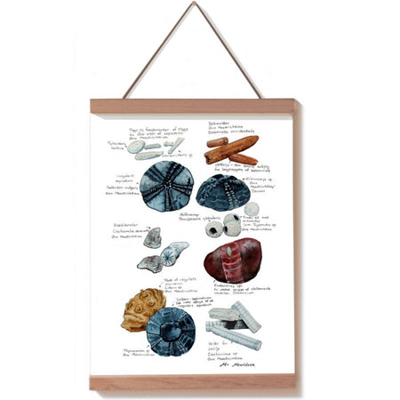 Læringsplakat, skoleplakat eller retroplakat med danske fossiler og forsteninger