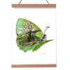 Grøn busksommerfugl. Biologisk illustration i akvarel