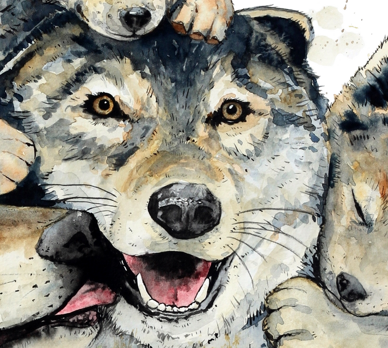 Ulvefar malet med akvarel illustration