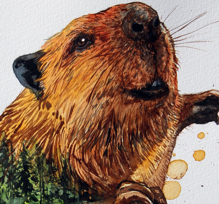 Bæverhoved malet med akvarel