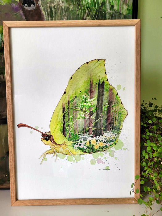 Citronsommerfugl akvarel tegning plakat