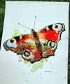 Dagpåfugleøje sommerfugl akvarel kunst