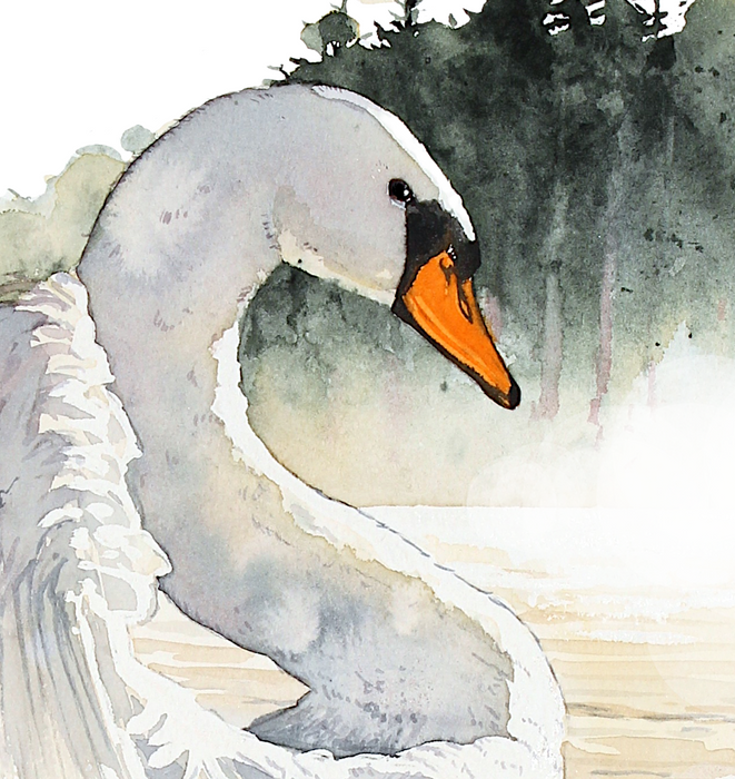 Elegant knopsvane plakat akvarel