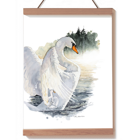 Knopsvane malet med akvarel