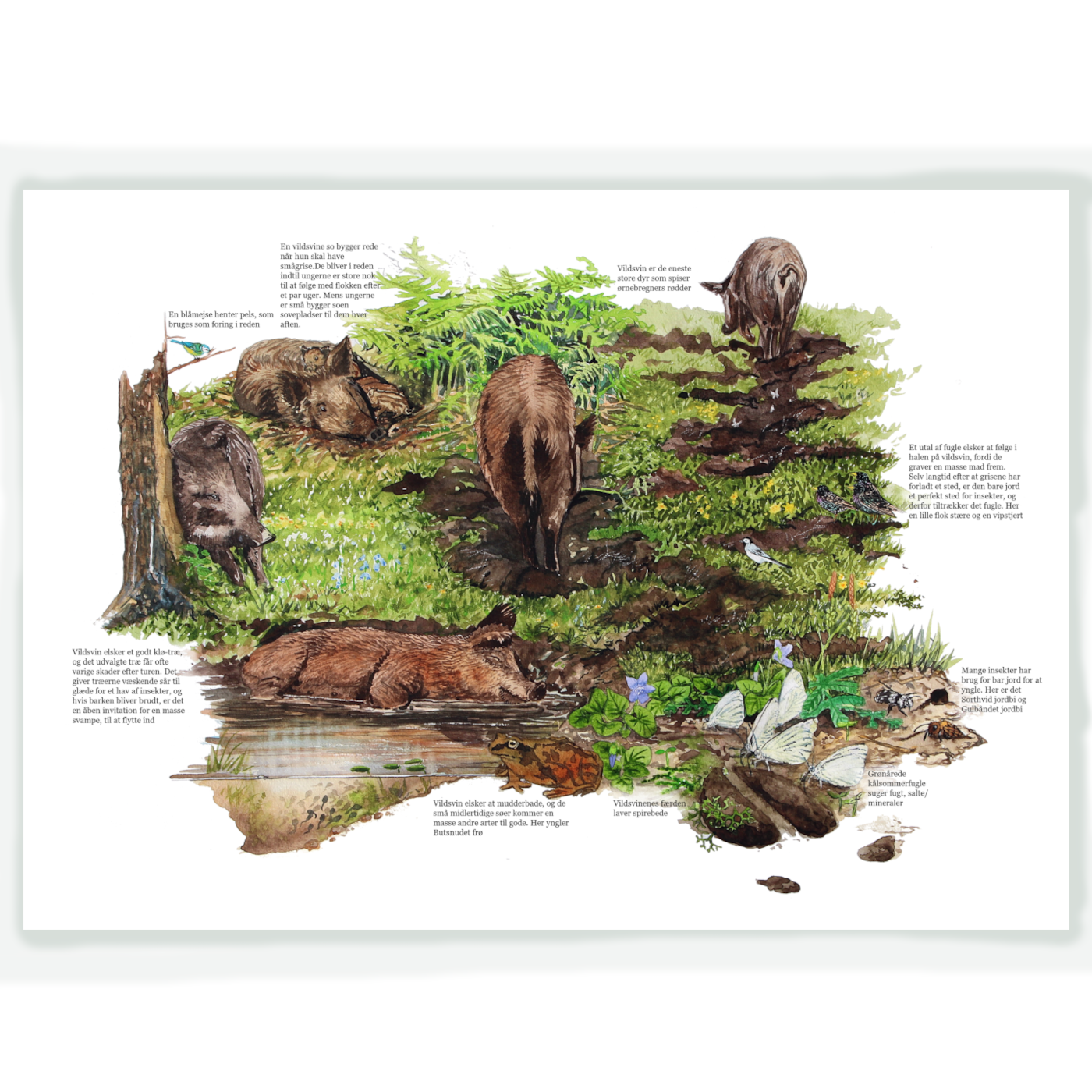 Vildsvin er en nøgleart i den danske natur. Biologisk naturillustration