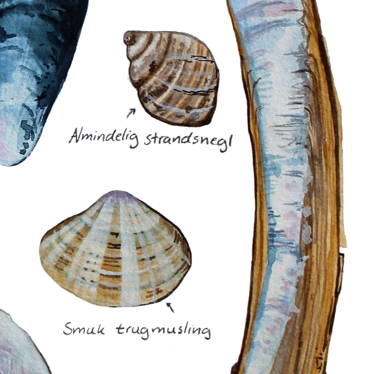 strandsnegl fra plakat med muslinger