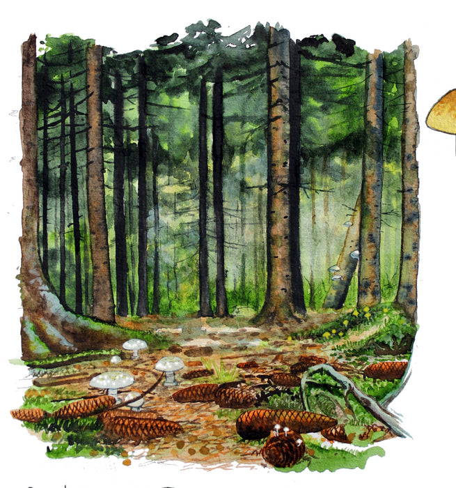 granskov malet med akvarel en flot efterårsskov