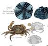 søpindsvin og krabbe i akvarel