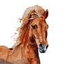 Islandsk hest akvarelmaleri